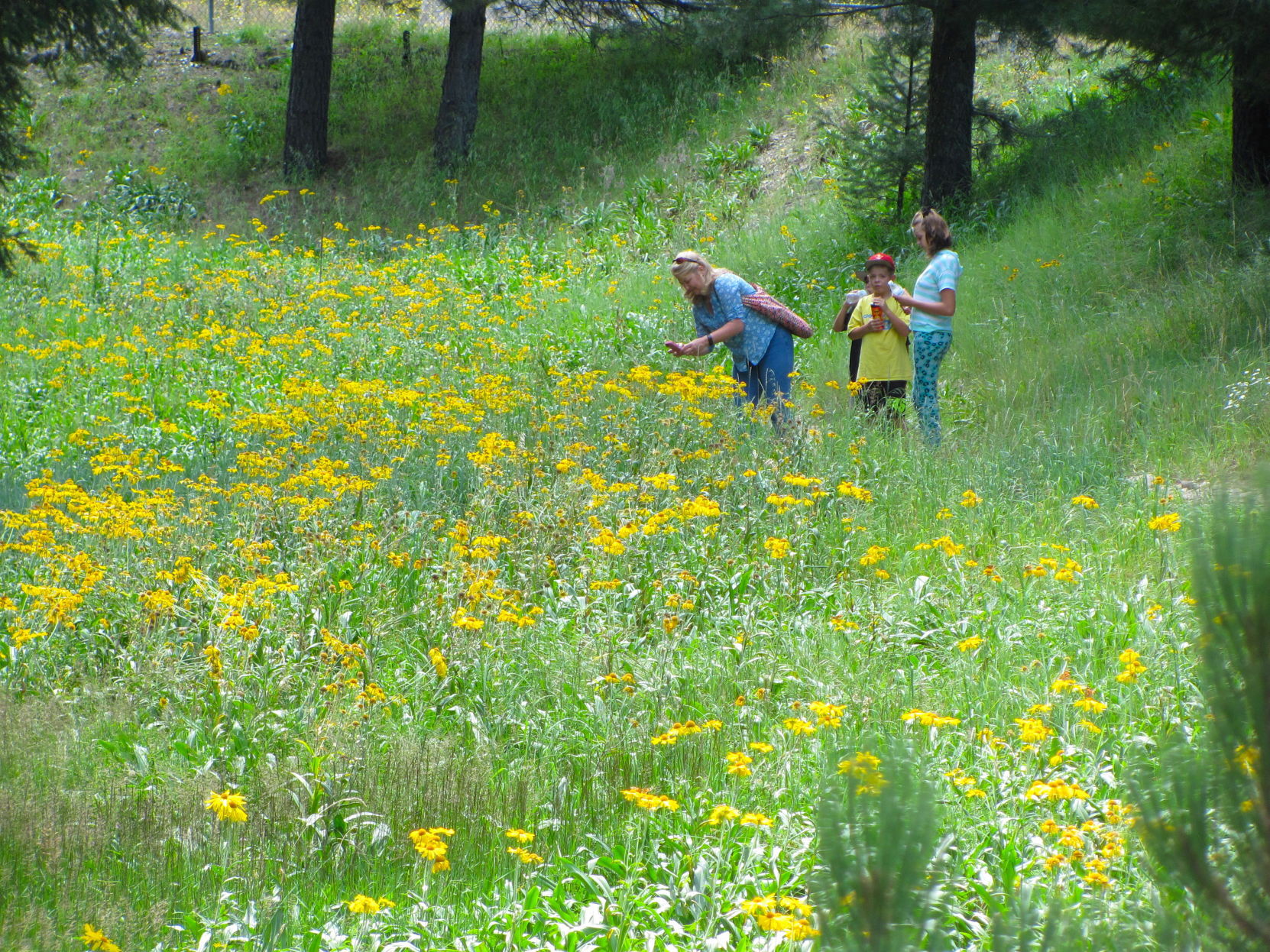 Wildflowers in Catalinas